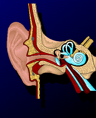 earparts.gif